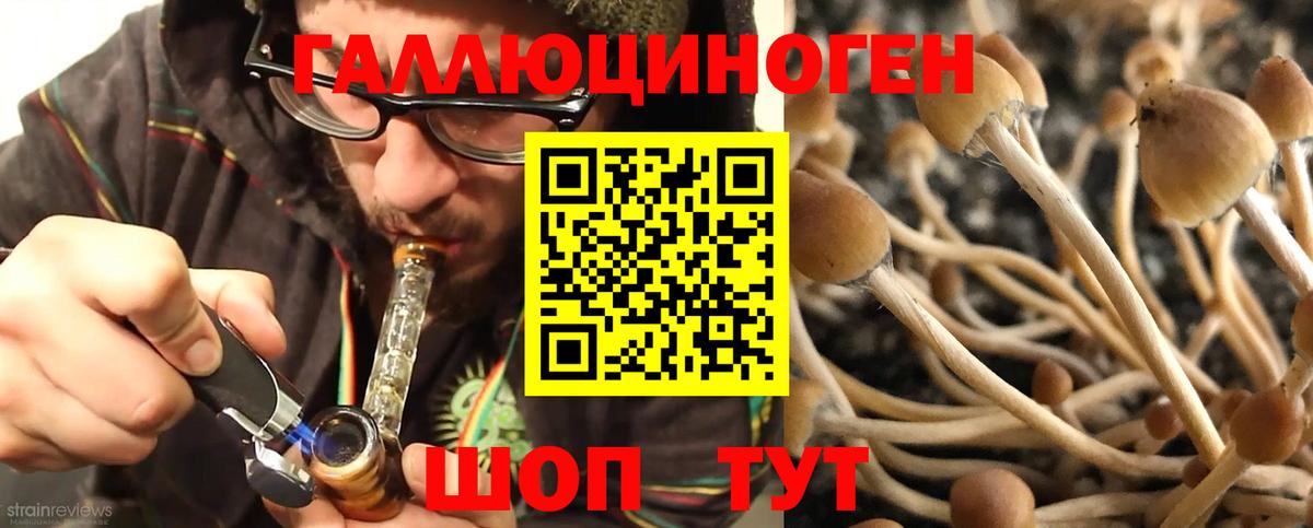 Галлюциногенные грибы Psilocybine cubensis Мурманск